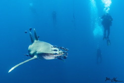 Shot was taken in the Red Sea with a Canon 5dmk2 with a 2... by Mac Chopin 